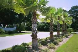 Pelicans Watch - Tall Palms
