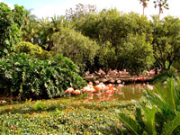 Secret Places - Flamingos at Sea World Orlando