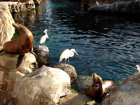 Secret Places - Otters at Sea World Orlando