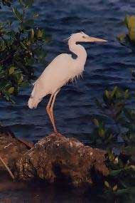 Secret Places, premium quality privately owned homes in select areas of Florida's Gulf Coast