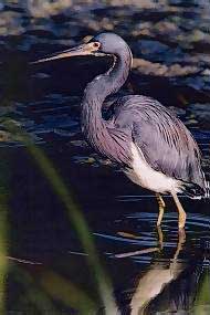 Secret Places, premium quality privately owned homes in select areas of Florida's Gulf Coast