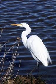 Secret Places, premium quality privately owned homes in select areas of Florida's Gulf Coast